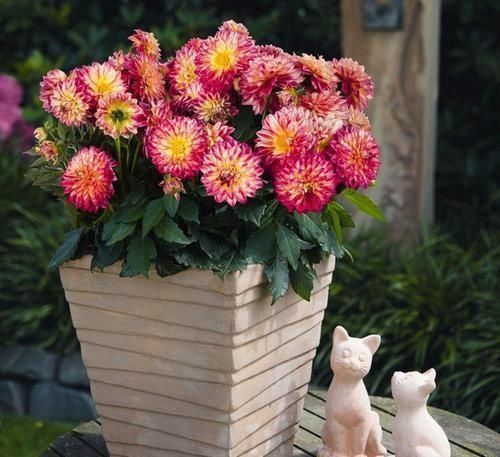 档次|立秋后,这2种档次花,摆在家里观赏性强,一直开花到初冬