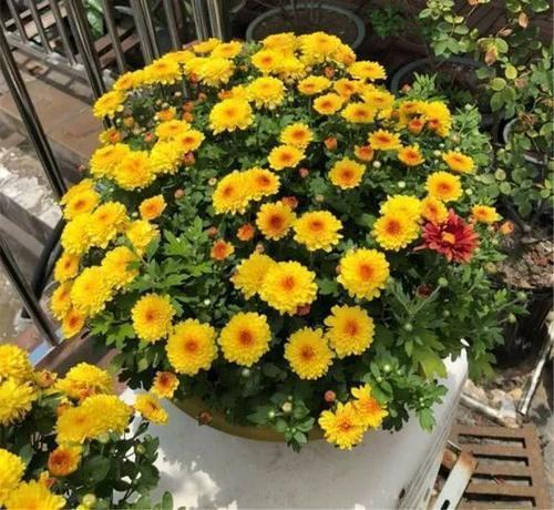 家家有的一种“饭渣”，可是“肥王”，花盆挖2勺，养花蹭蹭长