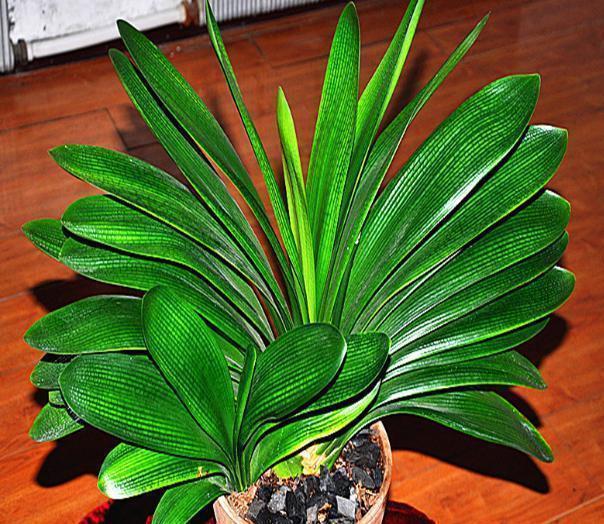 君子兰|君子兰迟迟“不开花”,埋上几块“它”,根壮叶多,开满花,喜庆