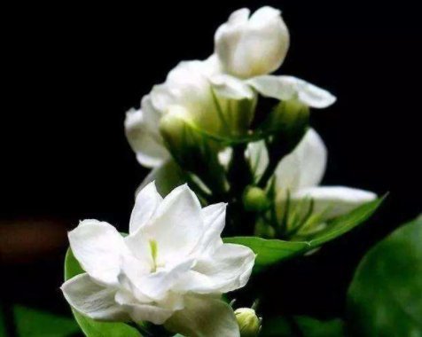 栀子花|栀子,茉莉不要抱怨养得不好用这种“肥水”浇,疯了不能坚持很久,旺盛