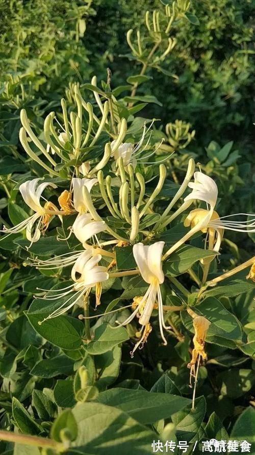 盆栽养花，花也养人，家里有老人小孩，多养这三种花！