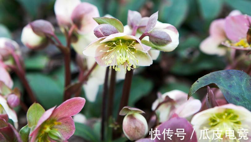 马上进入2022年,新的一年即将开启,为你推荐25种漂亮的花卉