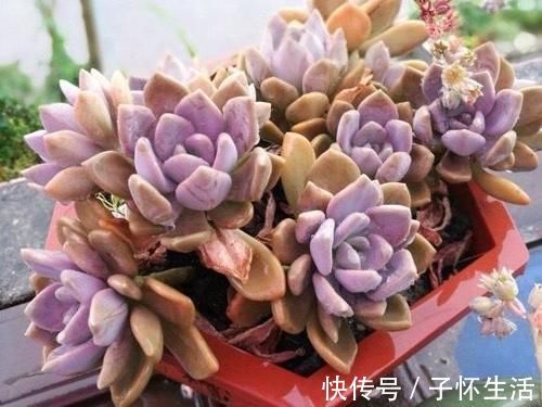 多肉|担心养不好多肉，就选一盆冬美人，糖心、妖桩、粉嫩随意选，痛快