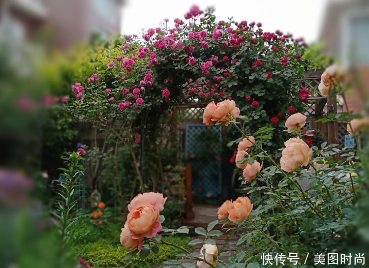 美好时光|花园改造:3年前买了栋带170㎡花园的房子,过上种花草的乡村生活