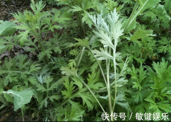 艾叶|田间没人要的野草，竟是腰间盘突出的“救命草”，三天见奇效