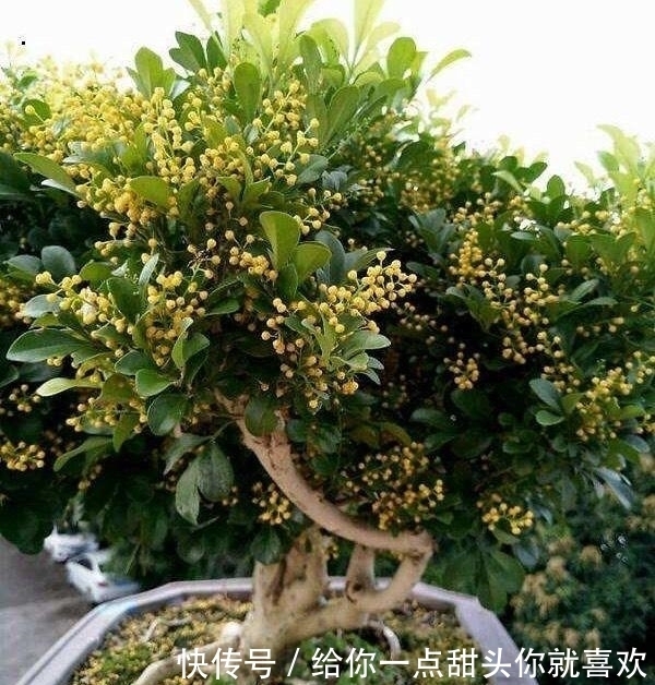 薰衣草|4种“香水花”,选一种养家里,晒晒太阳,满屋香水味,又香又美