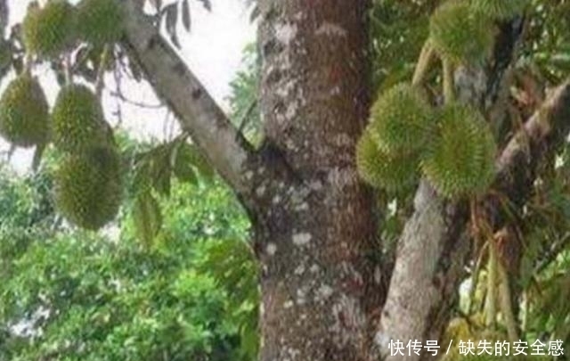 涨知识了!以前只吃过没见过,原来榴莲、山竹是这样长出来的