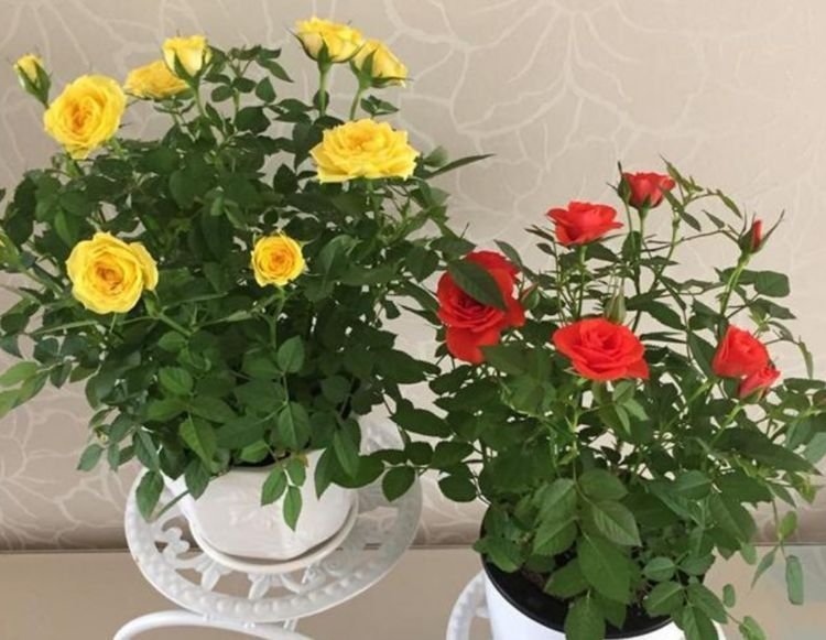 家养这些植物,阳台开出花海,花色繁多易爆盆,娇艳欲滴