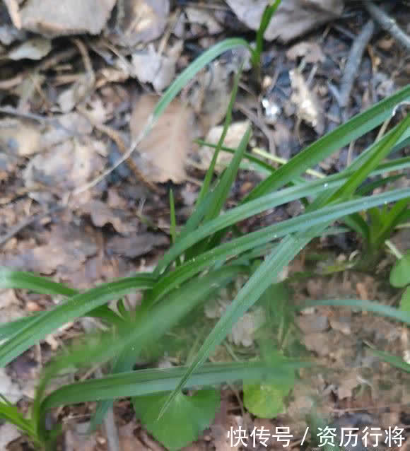 野外遇到的兰花，可不可以挖？出于人道主义，禁止野外开采
