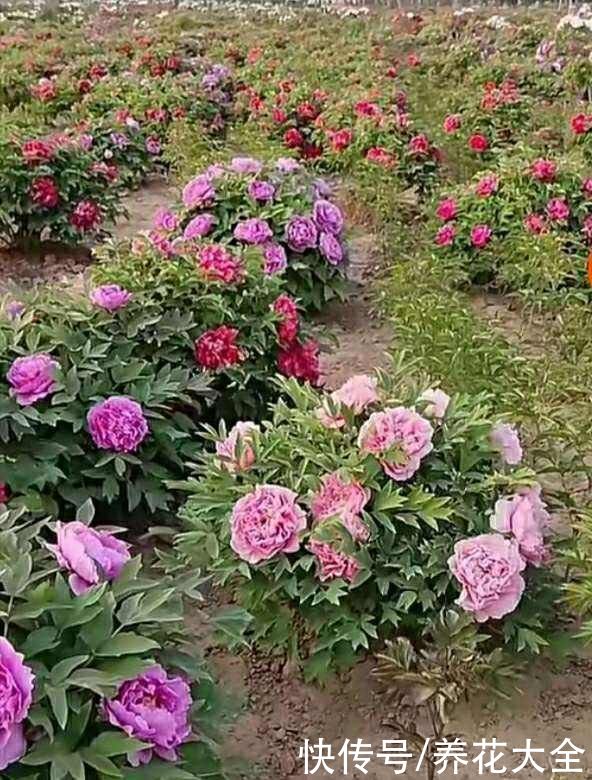 这么多花，为什么偏偏牡丹是“花中之王”？看完你也得服