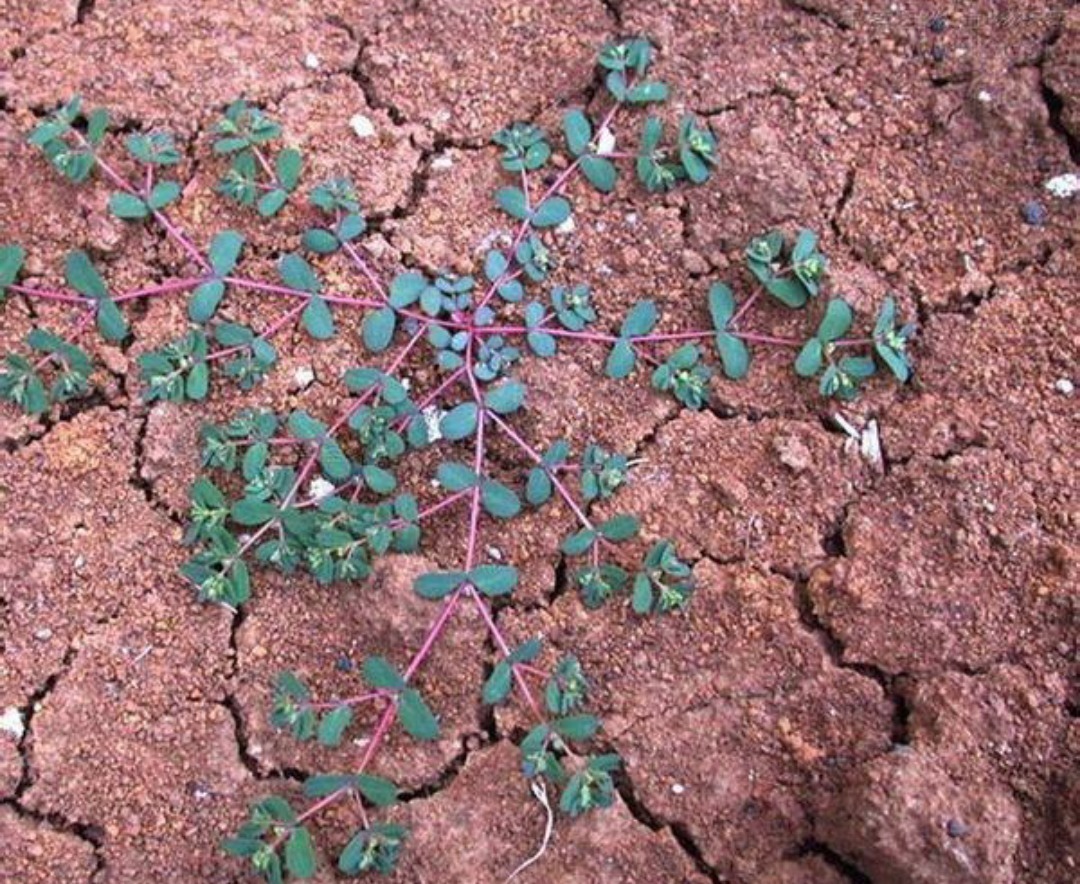 大戟科|这个野草,如生在您的家乡,请善待,它真的很珍贵