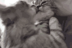 搞笑|微信搞笑表情包|有猪!我不说是谁