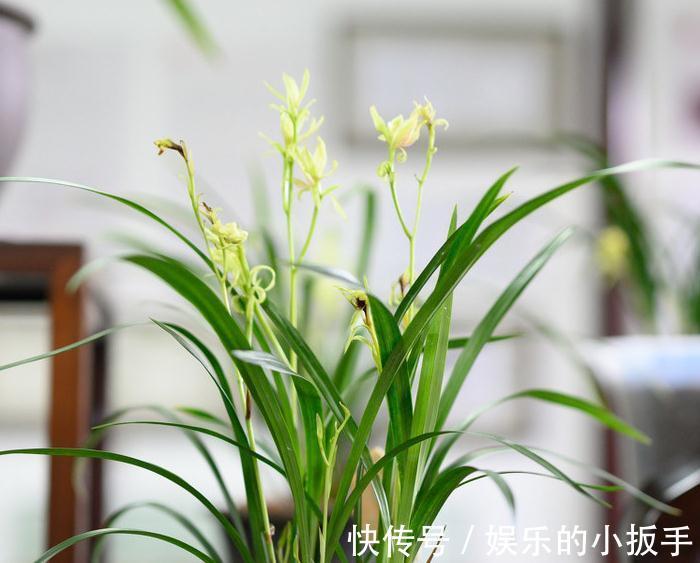 浅谈养兰之道,如何正确给兰花浇水,让它长势旺盛