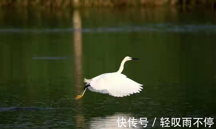 晓露@七律 梦中思(七首)