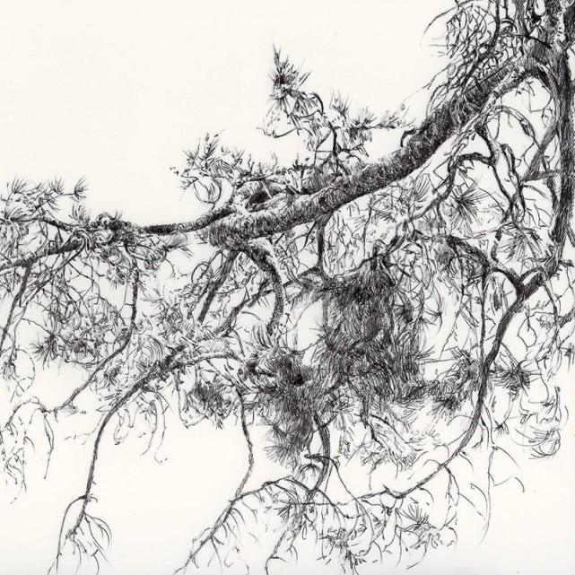 素描&唯美写实的素描,西班牙艺术家Miguel Angel Oyarbid笔下的树