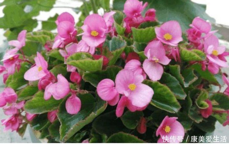 4种花适合夏天养,开花爆盆花期长,繁花似锦,花色美轮美奂