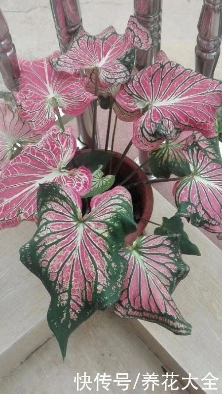 油画|9种叶子花比花还美,叶子像油画,还特耐阴