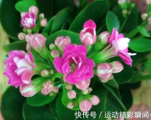 养护|你知道长寿花长花苞后该怎么养护吗