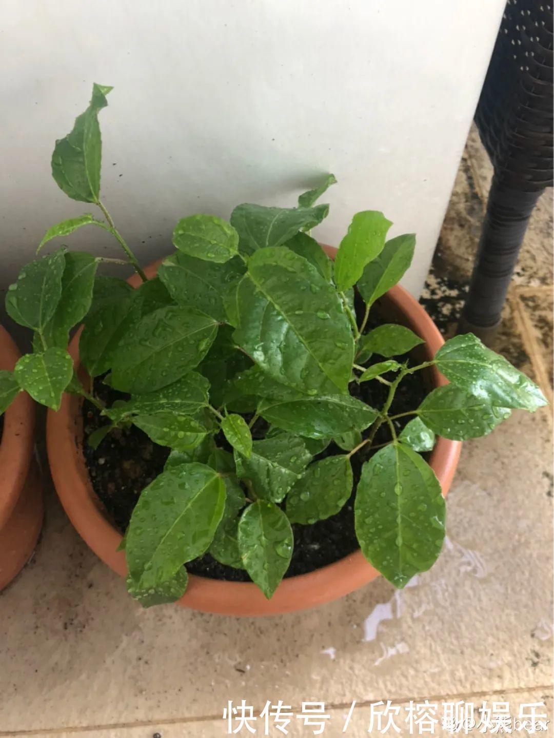 花花|大粗杆插土里,7天生根,当年结果压弯枝,不用买水果了!