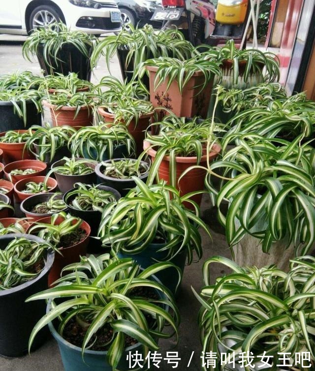 养这4种花，春天一定要“理发”，才会越长越旺，看看你家有吗！