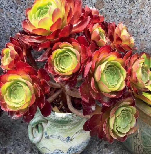 新手小白养殖多肉植物,想要个个长爆盆需多注重5个小技巧