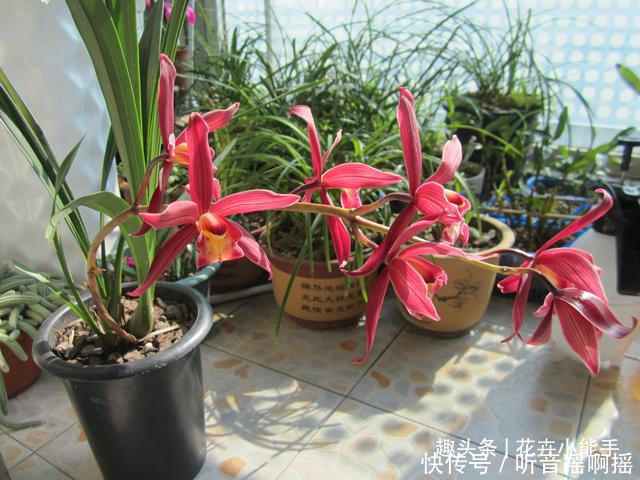 这款兰花长得漂亮又太爱开花,香味独特还浓郁,难怪这么多人喜欢