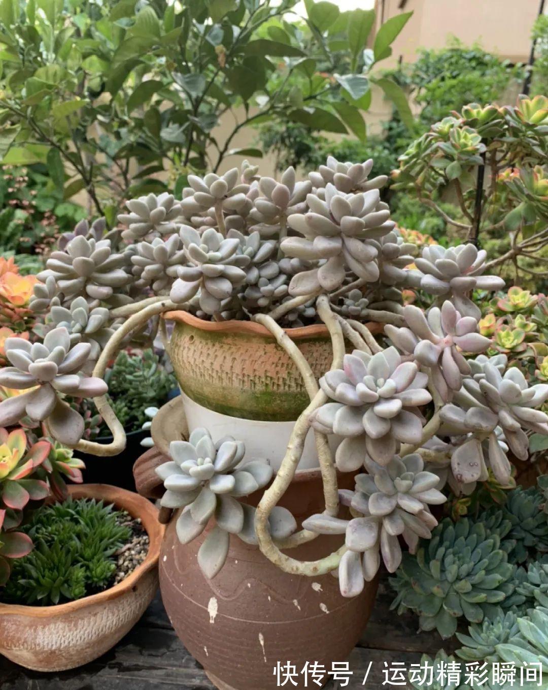 十几年的多肉“妖精”,自然老桩头,造型太美