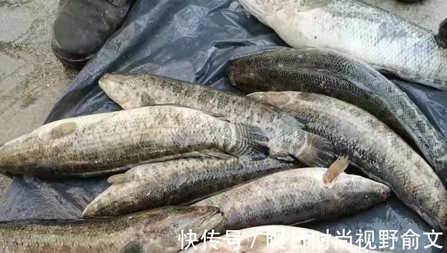 饵料|一时忘了告诉你，对付黑鱼我只需用这钓法，操作简单，遛鱼特过瘾