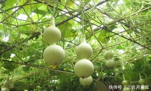 种植的葫芦还没长大,好些小葫芦脐部就腐烂了,是怎么回事?