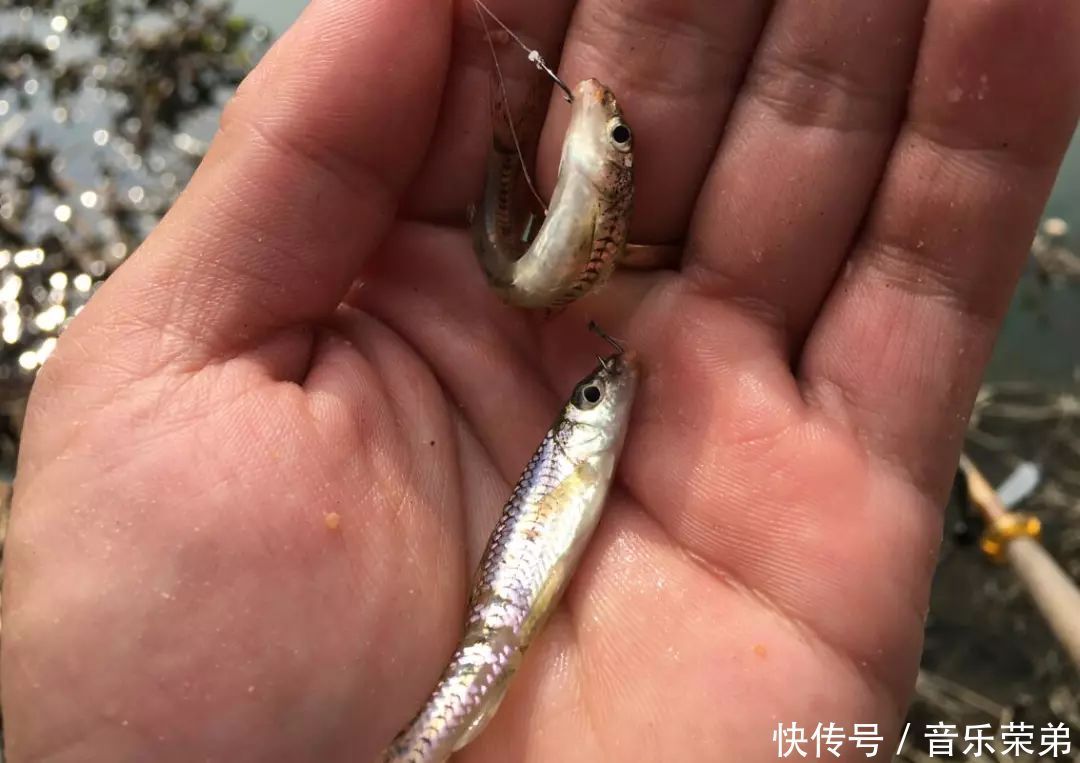 做到这三点,双飞中鱼的概率能翻一倍