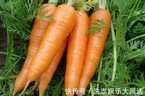 维生素胡萝卜虽好，但很多人都吃错了，有两点很重要，不然吃还不如不吃