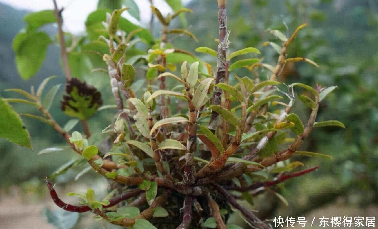 养花得遵守“规则”,知道哪些“底线”不能踩,什么花不能栽?