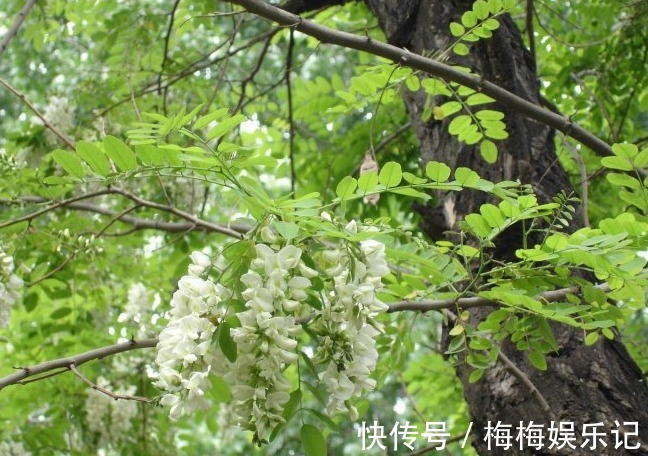 柏树|五树不进院,财源滚滚来,分别指的是哪五树?说的有道理吗