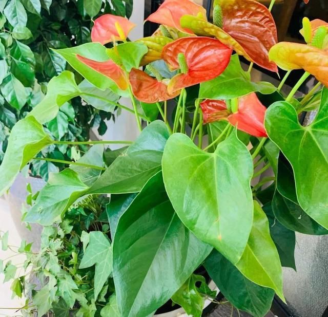 9种花真是老酒鬼,5天一小杯,叶子绿得像打蜡