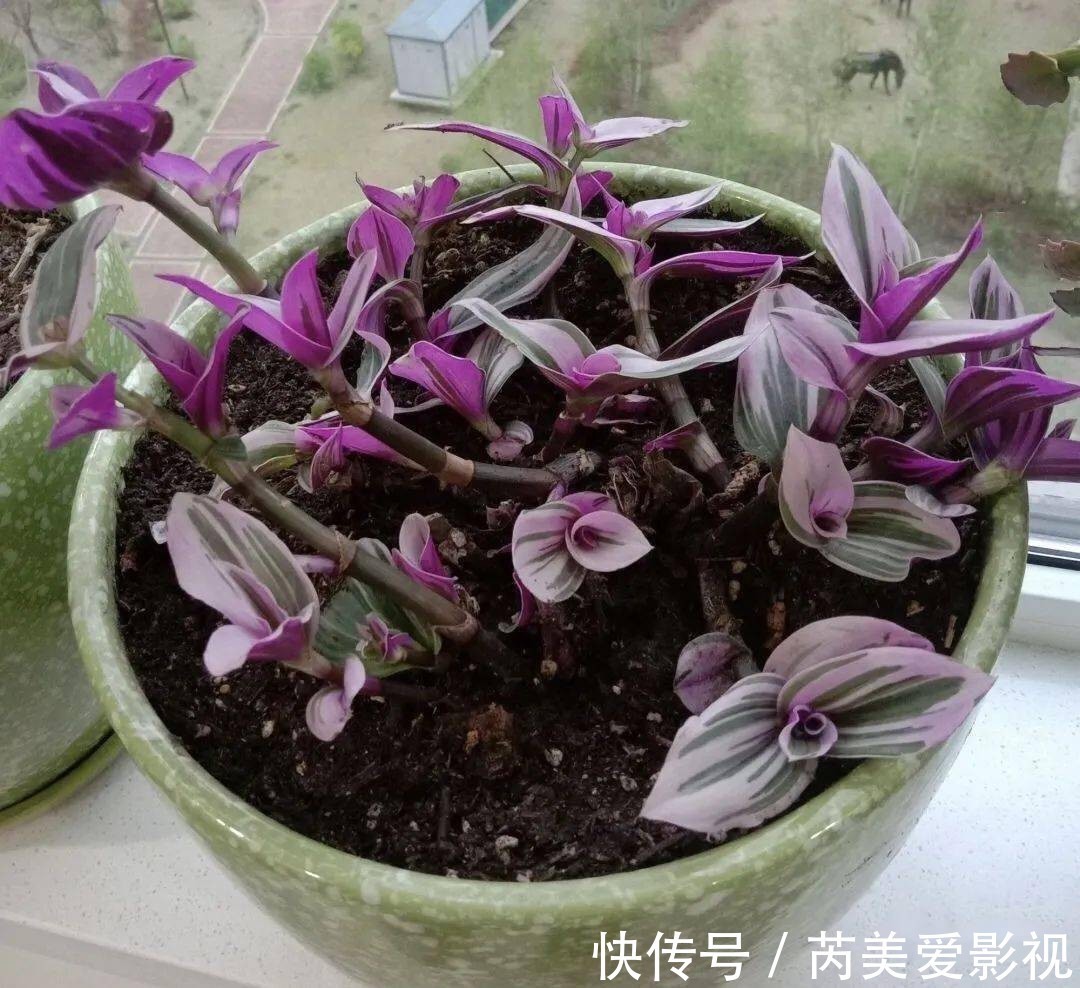 油画|养花光养吊兰就够了,这“5样”一个赛一个美,漂亮又好打理