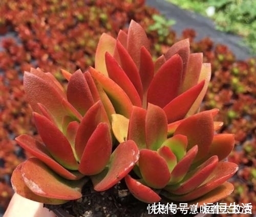 烂根|导致多肉休眠的3个原因，及时避免，不然黄叶又烂根！