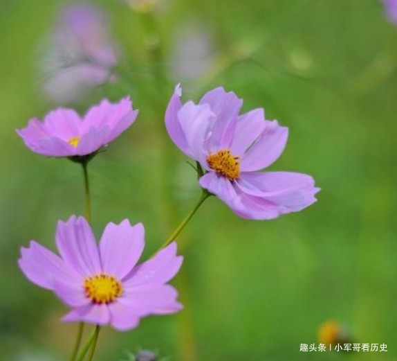 孝顺|最“孝顺”的三个生肖男,能够把妻子当成宠儿,永不忘父母恩