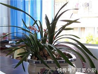 兰花|这6种好活的高颜值植物,老人最爱在家养殖