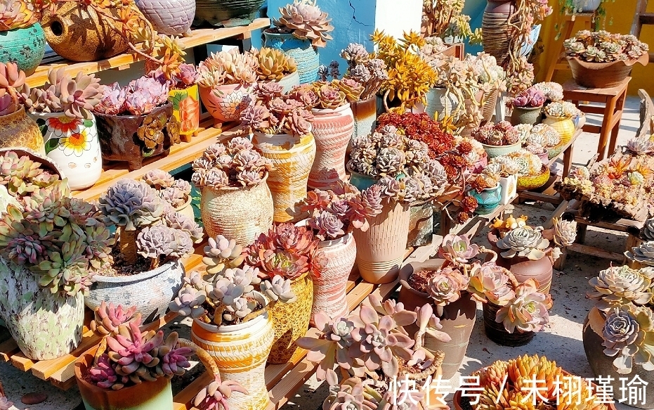 变胖|冬季多肉变绿有哪些原因你知道吗？了解清楚有助于让多肉保持状态