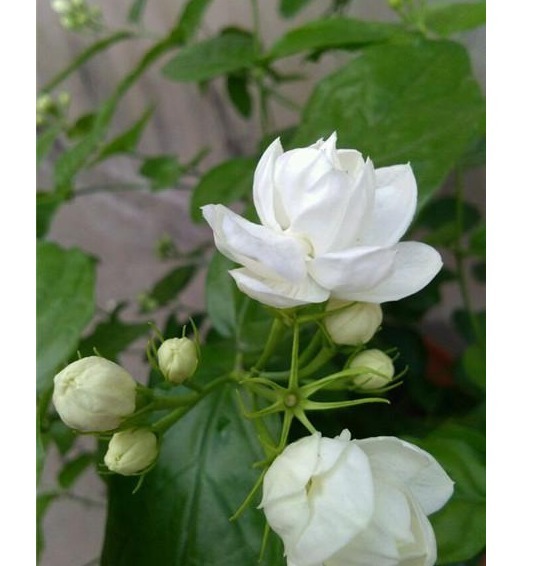 茉莉花盆里埋了1宝贝，没见过一次开花那么多，还那么勤开花！
