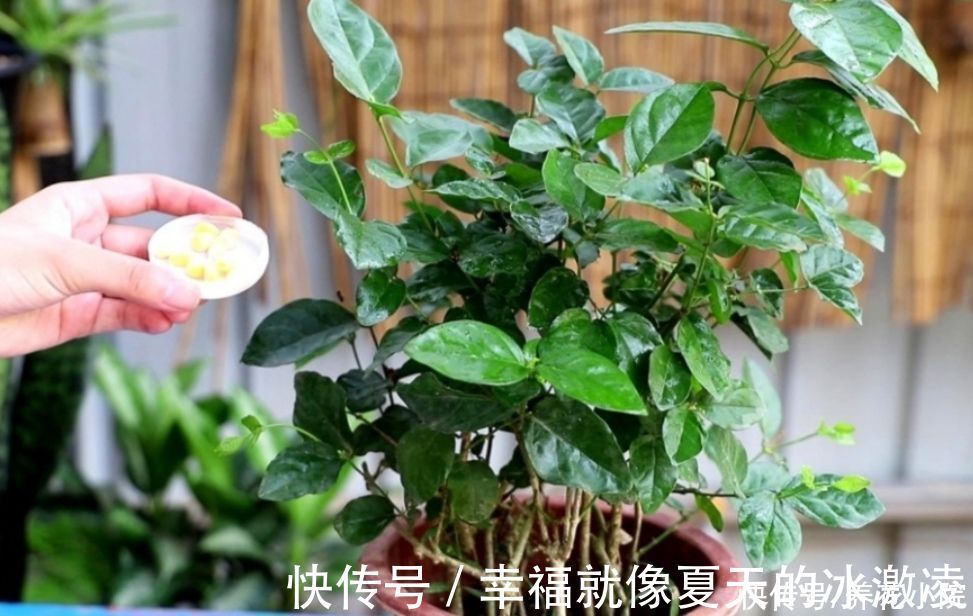 磷酸二氢钾|茉莉只长枝条不开花，马上给它做好三件事，枝头挂满花苞