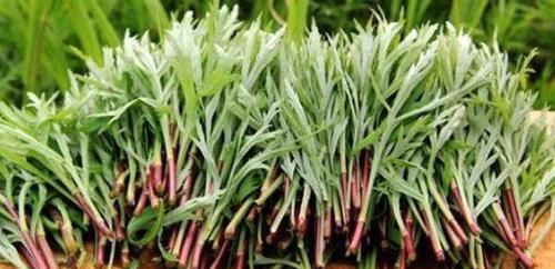 有益健康的食物，男女記得吃，排毒護膚，美容養顏，促進身體排毒