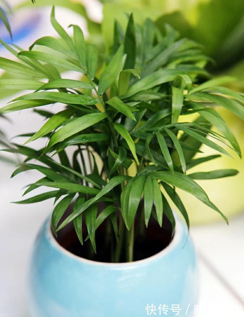 1种绿植适合冬季客厅养,清新空气效果好,美观大方,养起来简单