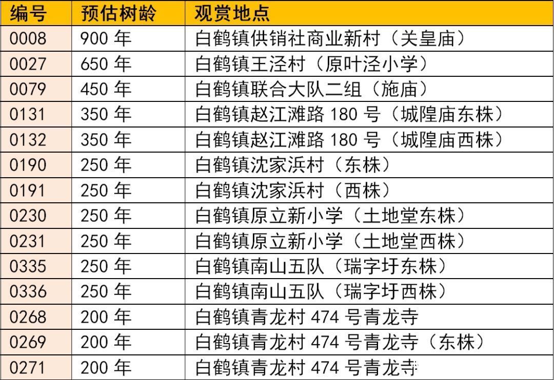 白鹤|冬日赏百年银杏，请到白鹤来打卡