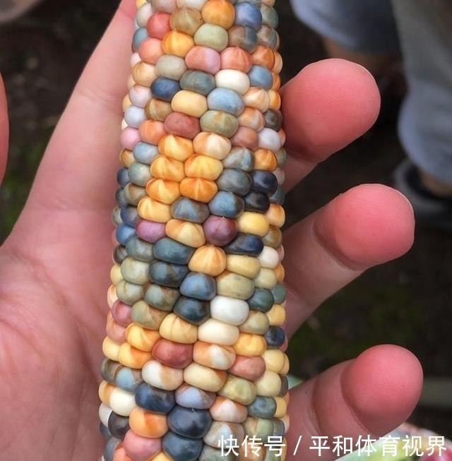 一生都难得一见的奇葩植物，仿佛来自外太空