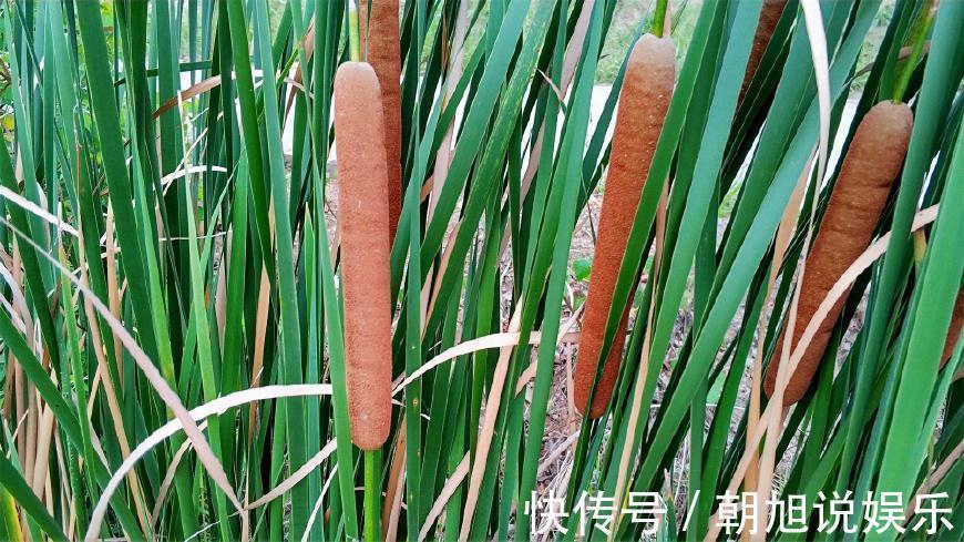 农村|农村田边的“香肠”,过去农民见到就砍,如今30一斤成稀罕野菜