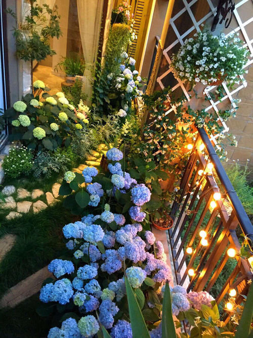 30㎡阳台改造的植物花园，网友直呼：这是我见过最美的阳台花园