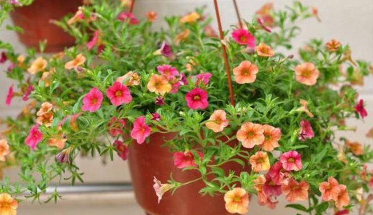 这些花卉美过玫瑰，花开不断，好养易开花，花香四溢飘满屋