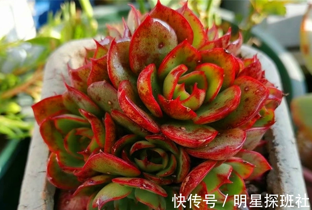 蓝豆|6种多肉秋天施点肥，爆头又上色，但有两类多肉秋天也不适合施肥