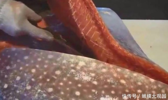 一刀切|日本的“天价月亮鱼”,厨师一刀切开后,才知道贵在哪